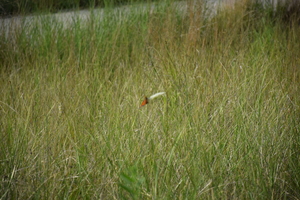 Indiana Dunes